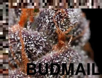 Budmail 420