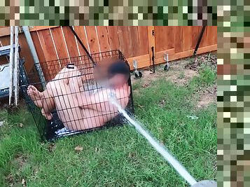 Femdom Wife Humiliates Small Penis Husband Hoses Him Like A Zoo Animal In A Dog Cage
