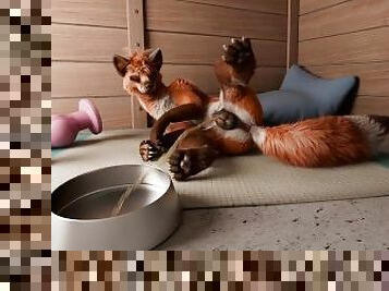 Fox's playing pussy cat in kennel (WS) by h0rs3